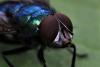 Lucilia sp.